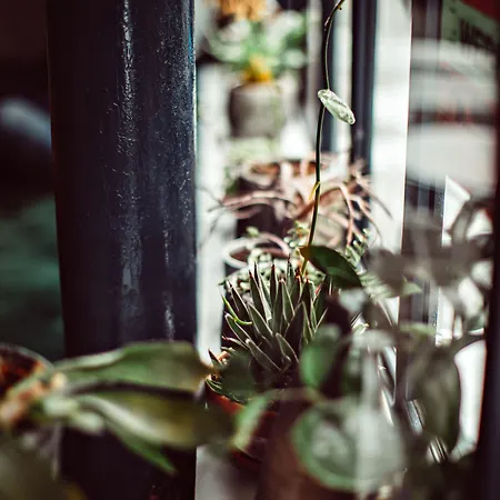 Monsieur Helder Párizs