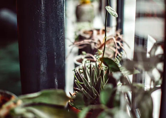 Monsieur Helder Parigi